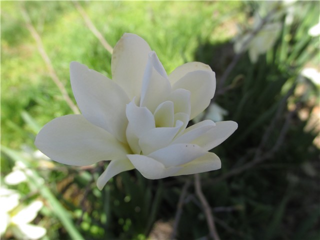 magnolija stellata